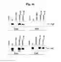 Fig. 10 - Flagellar and needle complex (injectosome) loop as anti bacterial drug target
