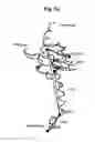 Fig. 11 - Flagellar and needle complex (injectosome) loop as anti bacterial drug target