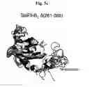 Fig. 13 - Flagellar and needle complex (injectosome) loop as anti bacterial drug target