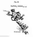 Fig. 14 - Flagellar and needle complex (injectosome) loop as anti bacterial drug target