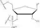 Fig. 15 - Protected monomer and method of final deprotection for RNA synthesis