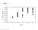 Fig. 07 - THERAPEUTIC PROTEIN COMPOSITIONS HAVING REDUCED IMMUNOGENICITY AND/OR IMPROVED EFFICACY