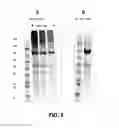Fig. 06 - High pH protein refolding methods