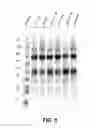 Fig. 08 - High pH protein refolding methods