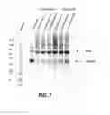 Fig. 11 - High pH protein refolding methods