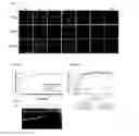 Fig. 03 - Antimicrobial peptides derived from hepatitis B virus core protein arginine-rich domain
