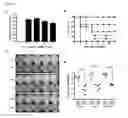 Fig. 06 - Antimicrobial peptides derived from hepatitis B virus core protein arginine-rich domain