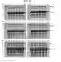 Fig. 04 - Mutant proteins and genes encoding the same with improved insecticidal activity and use thereof