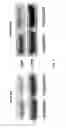 Fig. 15 - Treating human immunodeficiency virus infections