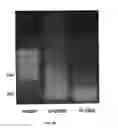 Fig. 24 - Treating human immunodeficiency virus infections