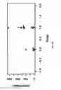 Fig. 25 - Treating human immunodeficiency virus infections