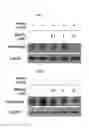 Fig. 02 - Microphthalmia-associated transcription factor-derived peptide and composition containing same