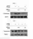 Fig. 03 - Microphthalmia-associated transcription factor-derived peptide and composition containing same