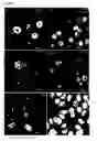 Fig. 03 - MODIFIED INGAP PEPTIDES FOR TREATING DIABETES