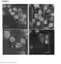 Fig. 04 - MODIFIED INGAP PEPTIDES FOR TREATING DIABETES