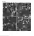 Fig. 06 - MODIFIED INGAP PEPTIDES FOR TREATING DIABETES