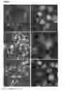 Fig. 07 - MODIFIED INGAP PEPTIDES FOR TREATING DIABETES