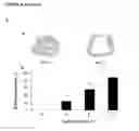 Fig. 32 - MODIFIED INGAP PEPTIDES FOR TREATING DIABETES