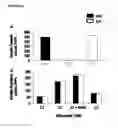 Fig. 35 - MODIFIED INGAP PEPTIDES FOR TREATING DIABETES
