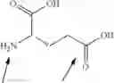 Fig. 63 - Novel Glucagon Analogues