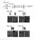 Fig. 04 - SERPINS: METHODS OF THERAPEUTIC BETA-CELL REGENERATION AND FUNCTION