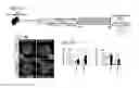 Fig. 10 - SERPINS: METHODS OF THERAPEUTIC BETA-CELL REGENERATION AND FUNCTION