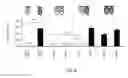 Fig. 17 - SERPINS: METHODS OF THERAPEUTIC BETA-CELL REGENERATION AND FUNCTION