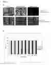 Fig. 03 - HUMAN BINDING MOLECULES CAPABLE OF BINDING TO AND NEUTRALIZING INFLUENZA B VIRUSES AND USES THEREOF