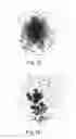 Fig. 09 - THERAPEUTIC AGENT