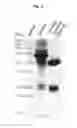 Fig. 07 - Antibodies against TM4SF5 and methods of use thereof