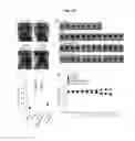 Fig. 23 - Antibodies against TM4SF5 and methods of use thereof
