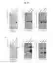 Fig. 28 - Antibodies against TM4SF5 and methods of use thereof