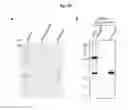 Fig. 29 - Antibodies against TM4SF5 and methods of use thereof