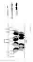 Fig. 52 - Methods of Modulating Immune Function