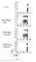 Fig. 65 - Methods of Modulating Immune Function