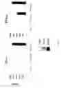 Fig. 67 - Methods of Modulating Immune Function