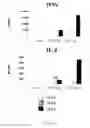Fig. 68 - Methods of Modulating Immune Function