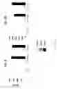 Fig. 69 - Methods of Modulating Immune Function