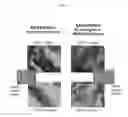 Fig. 02 - A COMPOUND THAT SPECIFICALLY BINDS TO KIR3DL2 FOR USE IN THE TREATMENT OF PERIPHERAL T CELL LYMPHOMA
