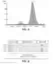 Fig. 04 - HER1 antigen binding proteins binding to the beta-hairpin of HER1