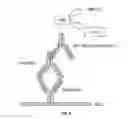 Fig. 09 - IDIOTYPIC ANTIBODIES AND USES THEREOF