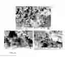 Fig. 16 - COMPOSITIONS OF PARTIALLY DEACETYLATED CHITIN DERIVATIVES