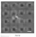 Fig. 08 - Method for preparing a hydrogel matrix by photopolymerization