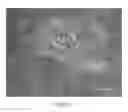 Fig. 09 - Method for preparing a hydrogel matrix by photopolymerization