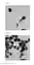 Fig. 02 - CORE-SHELL NANOPARTICLES AND METHOD FOR MANUFACTURING THE SAME