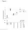 Fig. 07 - Cell culture compositions with antioxidants and methods for polypeptide production
