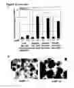 Fig. 08 - METHODS FOR GENERATING HEPATOCYTES AND CHOLANGIOCYTES FROM PLURIPOTENT STEM CELLS
