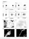 Fig. 12 - METHODS FOR GENERATING HEPATOCYTES AND CHOLANGIOCYTES FROM PLURIPOTENT STEM CELLS