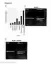 Fig. 13 - METHODS FOR GENERATING HEPATOCYTES AND CHOLANGIOCYTES FROM PLURIPOTENT STEM CELLS