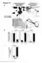 Fig. 15 - METHODS FOR GENERATING HEPATOCYTES AND CHOLANGIOCYTES FROM PLURIPOTENT STEM CELLS